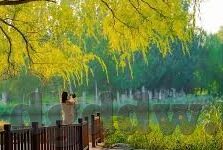 麻豆传媒中文字幕-麻豆传媒，文化交流与语言艺术的桥梁